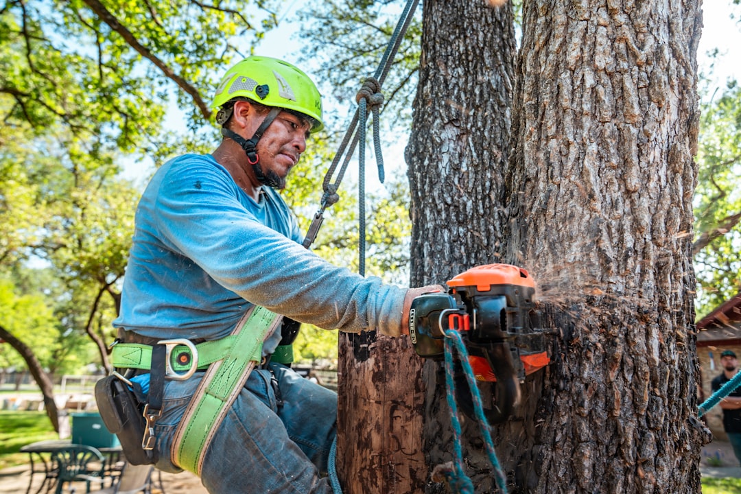 Arborist assessing a large tree for removal in Longview, TX