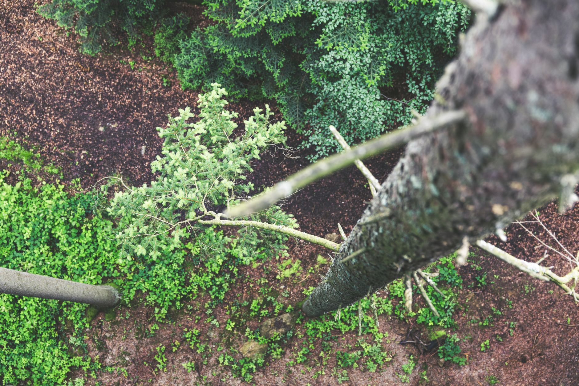 A high angle shot of a dense forest canopy highlighting diverse foliage and tree bark textures in Longview, TX